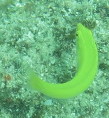 Halichoeres chloropterus