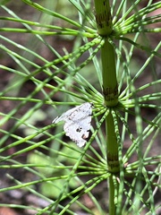 Macaria notata