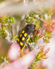Castiarina xanthopilosa