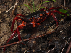 Neotiwaripotamon whiteheadi