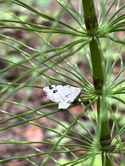 Macaria notata