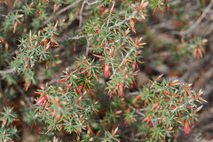 Stenanthera conostephioides