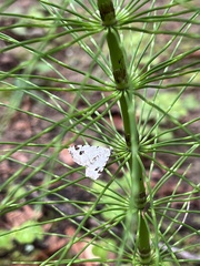 Macaria notata