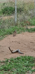 Geophaps scripta