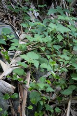 Laportea peduncularis