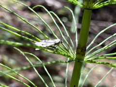 Macaria notata