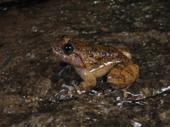 Limnonectes fragilis