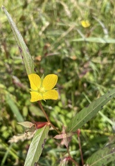 Ludwigia decurrens