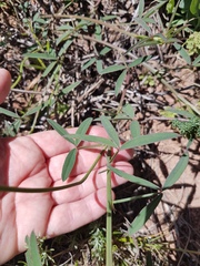 Indigofera psoraloides
