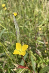 Ludwigia decurrens