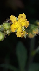 Patrinia scabiosifolia