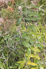 Olearia covenyi