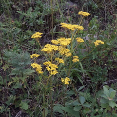Patrinia scabiosifolia