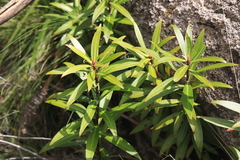 Tasmannia