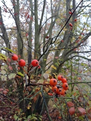 Karpatiosorbus bohemica