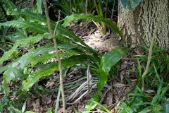 Microsorum punctatum