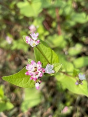 Persicaria thunbergii