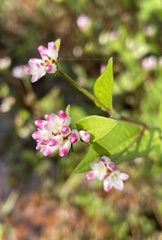 Persicaria thunbergii