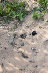 Aonyx capensis capensis