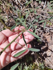 Indigofera psoraloides