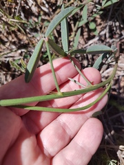 Indigofera psoraloides