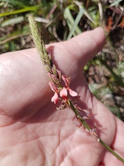 Indigofera psoraloides