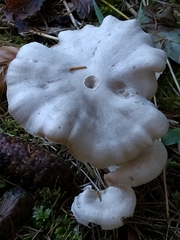Leucocybe connata