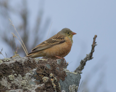Emberiza hortulana