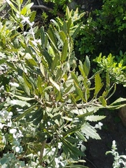 Brabejum stellatifolium