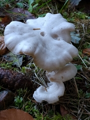 Leucocybe connata
