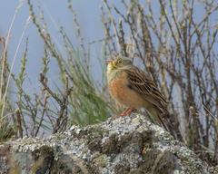 Emberiza hortulana