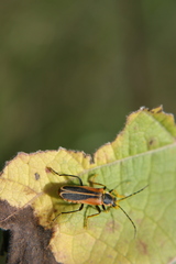 Chauliognathus opacus