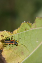 Chauliognathus opacus