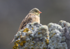 Emberiza hortulana