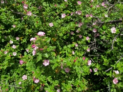 Anisodontea scabrosa