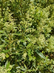 Searsia angustifolia