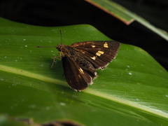 Ampittia virgata