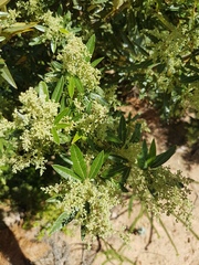 Searsia angustifolia