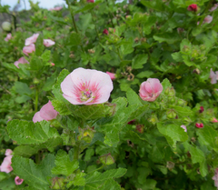 Anisodontea scabrosa