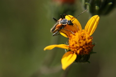 Chauliognathus opacus