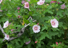Anisodontea scabrosa