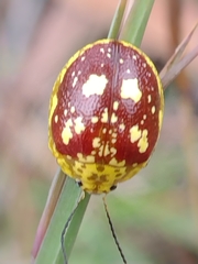 Paropsis maculata