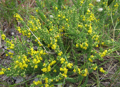 Aspalathus chortophila