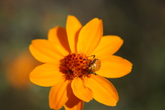 Neocapsus
