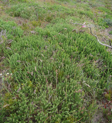 Aspalathus chortophila