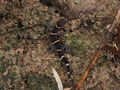 Goniurosaurus hainanensis