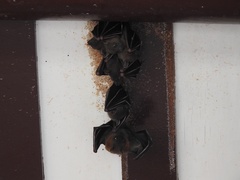 Cynopterus brachyotis