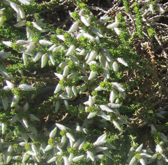 Aspalathus chortophila