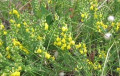 Aspalathus chortophila