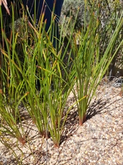 Trachyandra chlamydophylla